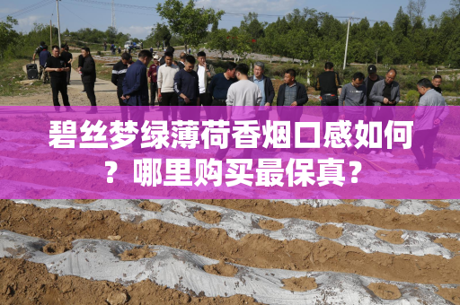 碧丝梦绿薄荷香烟口感如何？哪里购买最保真？